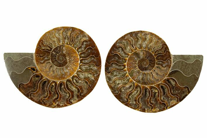 Cut & Polished, Crystal-Filled Ammonite Fossil - Madagascar #336818